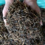 Gundruk Fermented Spinach - Traditional Delicacy of Nepali Cuisine