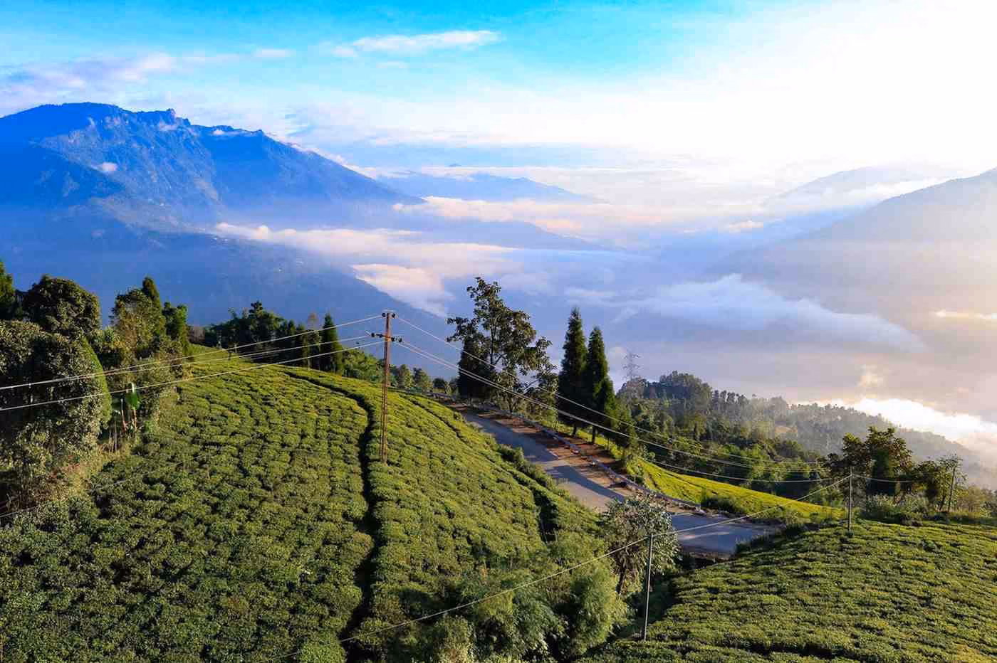 Sikkim tea garden landscape