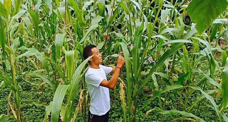 Mission of sustainable farming in Sikkim